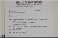 小孔菌屬藏品圖，第2張