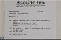 小皮傘屬藏品圖，第2張