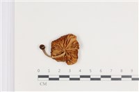 登錄號:F0035711藏品圖，第3張