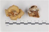 登錄號:F0035712藏品圖，第1張