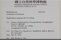 剛毛絲皮菌藏品圖，第2張
