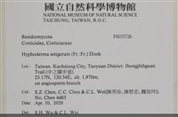 剛毛絲皮菌藏品圖，第2張