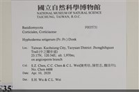 剛毛絲皮菌藏品圖，第2張