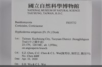 剛毛絲皮菌藏品圖，第2張