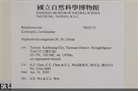 剛毛絲皮菌藏品圖，第2張