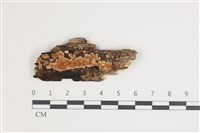 登錄號:F0035737藏品圖，第1張