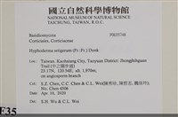 剛毛絲皮菌藏品圖，第2張