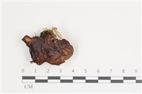 登錄號:F0035750藏品圖，第1張