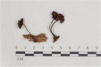 登錄號:F0035752藏品圖，第1張