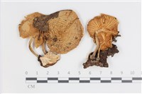 登錄號:F0035755藏品圖，第1張