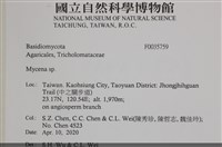 小菇屬藏品圖，第2張
