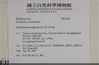 剛毛絲皮菌藏品圖，第2張