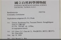 剛毛絲皮菌藏品圖，第2張