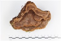 登錄號:F0035777藏品圖，第1張