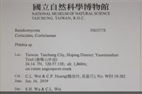 射脈菌屬藏品圖，第2張