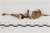 登錄號:F0035782藏品圖，第1張