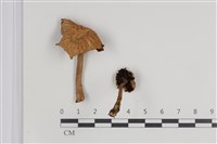 登錄號:F0035785藏品圖，第1張