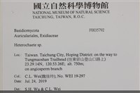 刺皮菌屬藏品圖，第2張