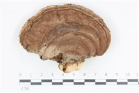 登錄號:F0035803藏品圖，第1張