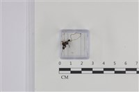 登錄號:F0035806藏品圖，第1張