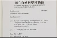 齒耳菌屬藏品圖，第2張