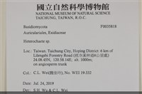 刺皮菌屬藏品圖，第2張