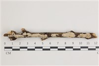 登錄號:F0035831藏品圖，第1張
