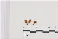 登錄號:F0035833藏品圖，第1張
