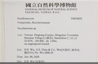 齒耳菌屬藏品圖，第2張