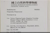 多年臥孔菌屬藏品圖，第2張