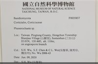 顯絲菌屬藏品圖，第2張