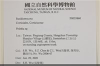 射脈菌屬藏品圖，第2張