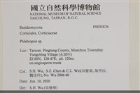 擬射脈菌屬藏品圖，第2張