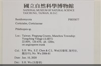 擬射脈菌屬藏品圖，第2張