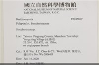 齒耳菌屬藏品圖，第2張