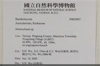 刺皮菌屬藏品圖，第2張