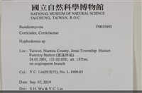 絲齒菌屬藏品圖，第2張