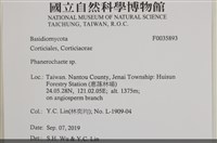 顯絲菌屬藏品圖，第2張
