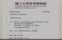 絲齒菌屬藏品圖，第2張