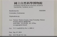 絲皮菌屬藏品圖，第2張