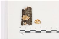 登錄號:F0035904藏品圖，第1張