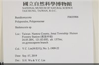 骨皮菌屬藏品圖，第2張