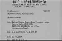 刺革菌屬藏品圖，第2張