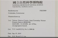 顯絲菌屬藏品圖，第2張