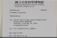 絲齒菌屬藏品圖，第2張