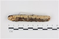 絲齒菌屬藏品圖，第1張