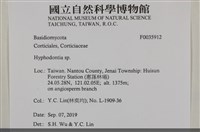 絲齒菌屬藏品圖，第2張