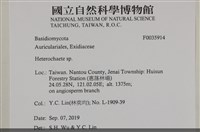 刺皮菌屬藏品圖，第2張