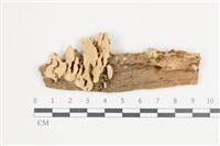 栓菌屬藏品圖，第1張