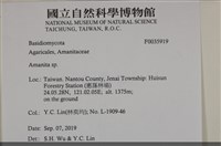 鵝膏屬藏品圖，第2張